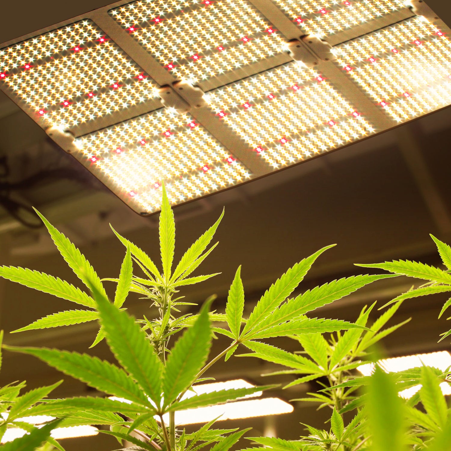 What is PPF in Grow Lights - Perfect Reference for Indoor Grower