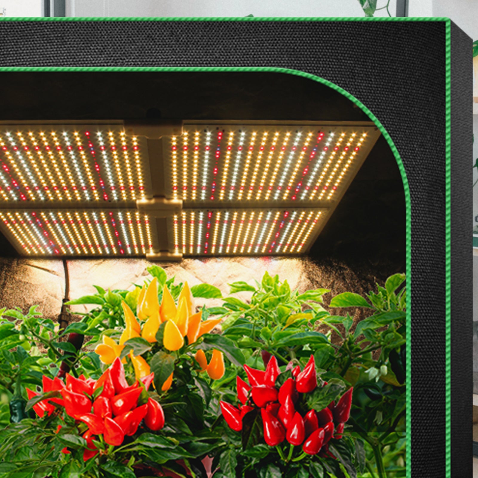 5 FACTORS AFFECTING PLANT GROWTH
